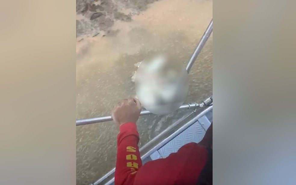 Cabeça é resgatada no Rio Araguaia após vítima ter corpo comido por jacaré, em São Miguel do Araguaia — Foto: Reprodução/Redes Sociais