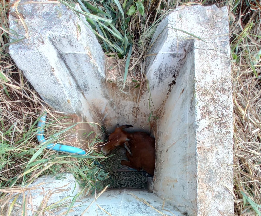 3°BABM tenta localizar felino que esta matando cavalos na região de Canela  - Portal Leouve
