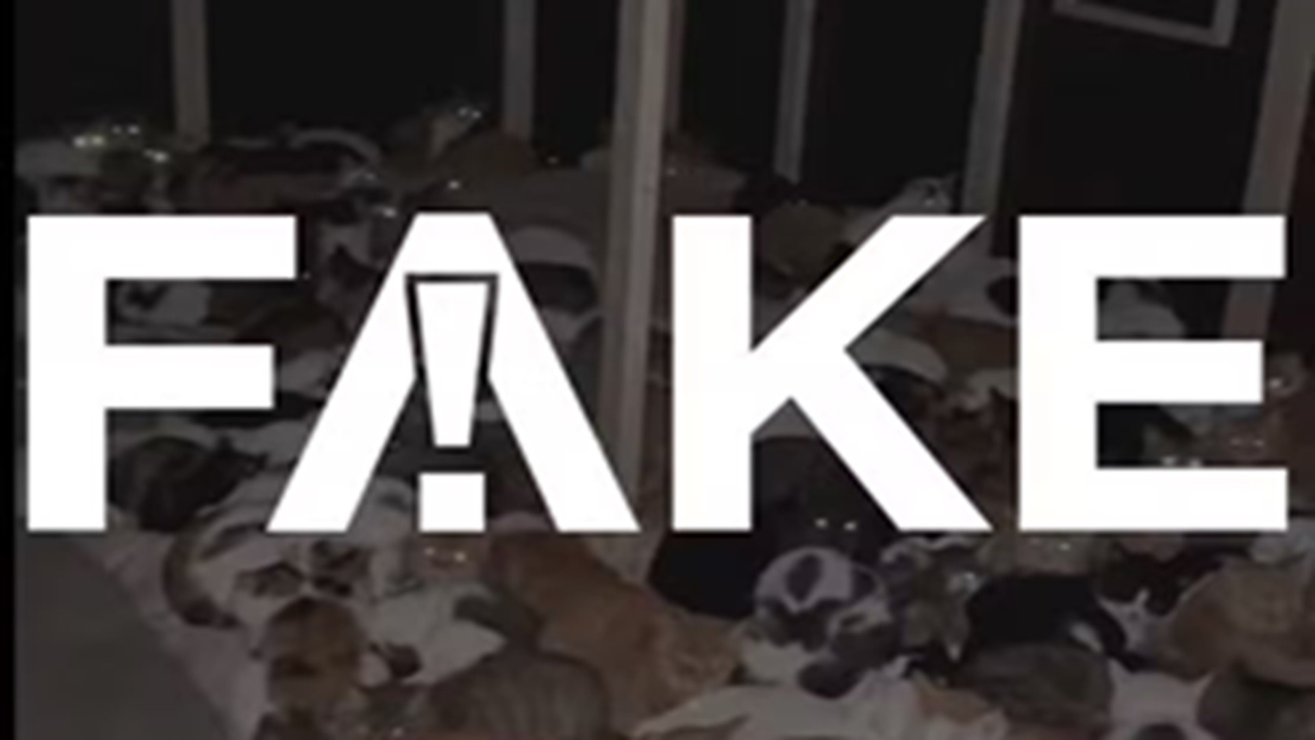 É #FAKE vídeo que mostra abrigo de gatos resgatados no Rio Grande do Sul 