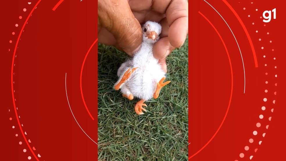 Pinto de Galinha-d'angola nasce com quatro patas — Foto: Reprodução/acervo pessoal