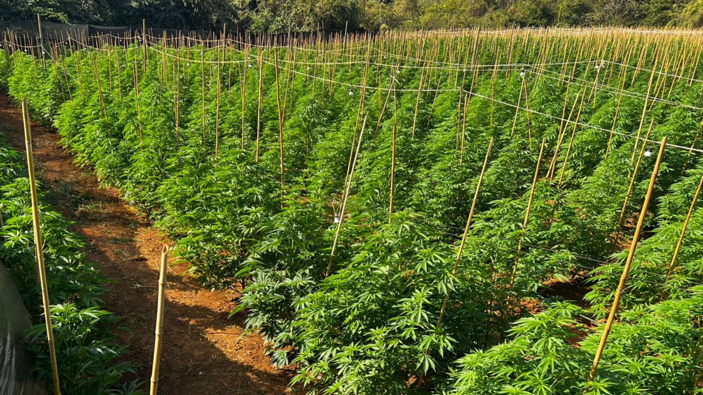 Lavoura com 6 mil pés de maconha é descoberta em fazenda no interior de Minas
