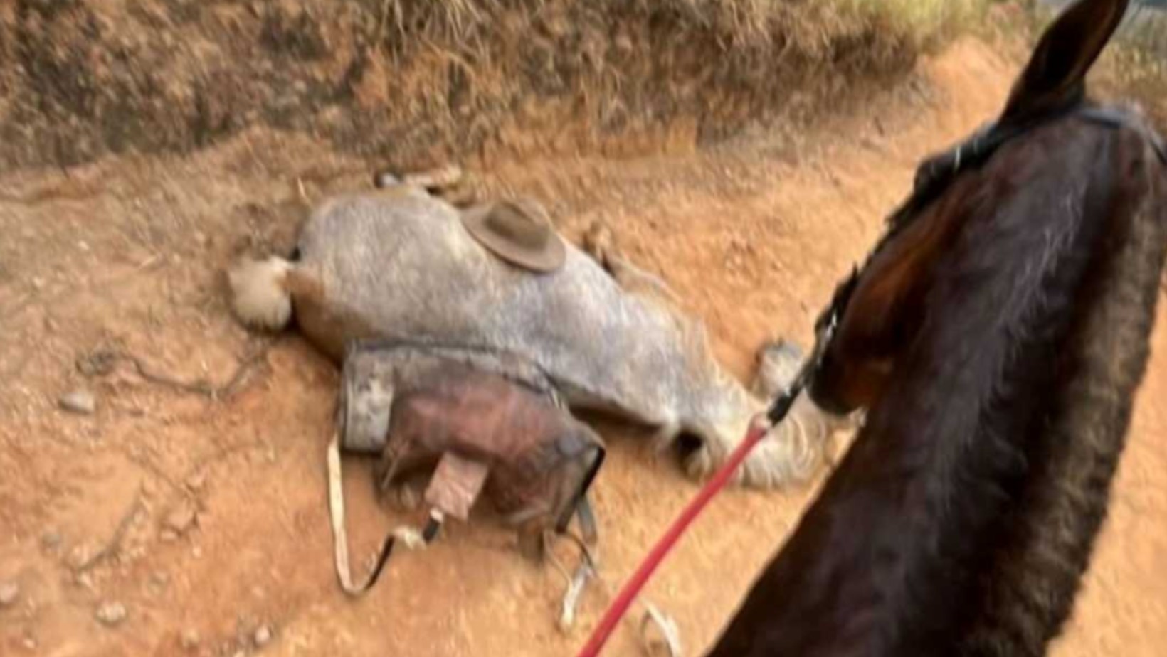 Polícia investiga denúncia de maus-tratos a cavalo mutilado com facão em Bananal, SP