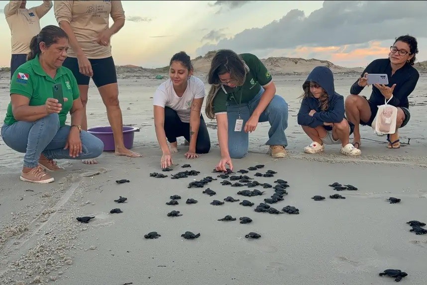 Filhotes de tartaruga-oliva são soltos na Praia do Atalaia e emocionam banhistas no Pará