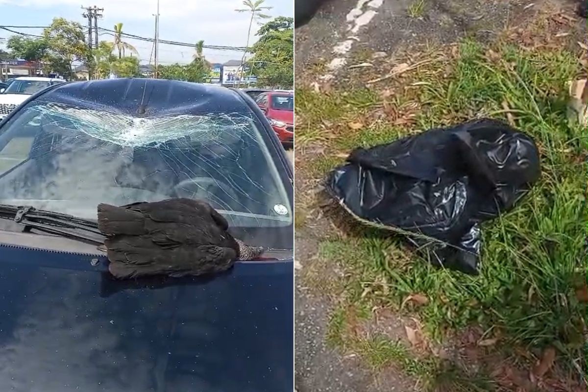 Urubu cai do céu e destrói carro estacionado no litoral de SP; VÍDEO 