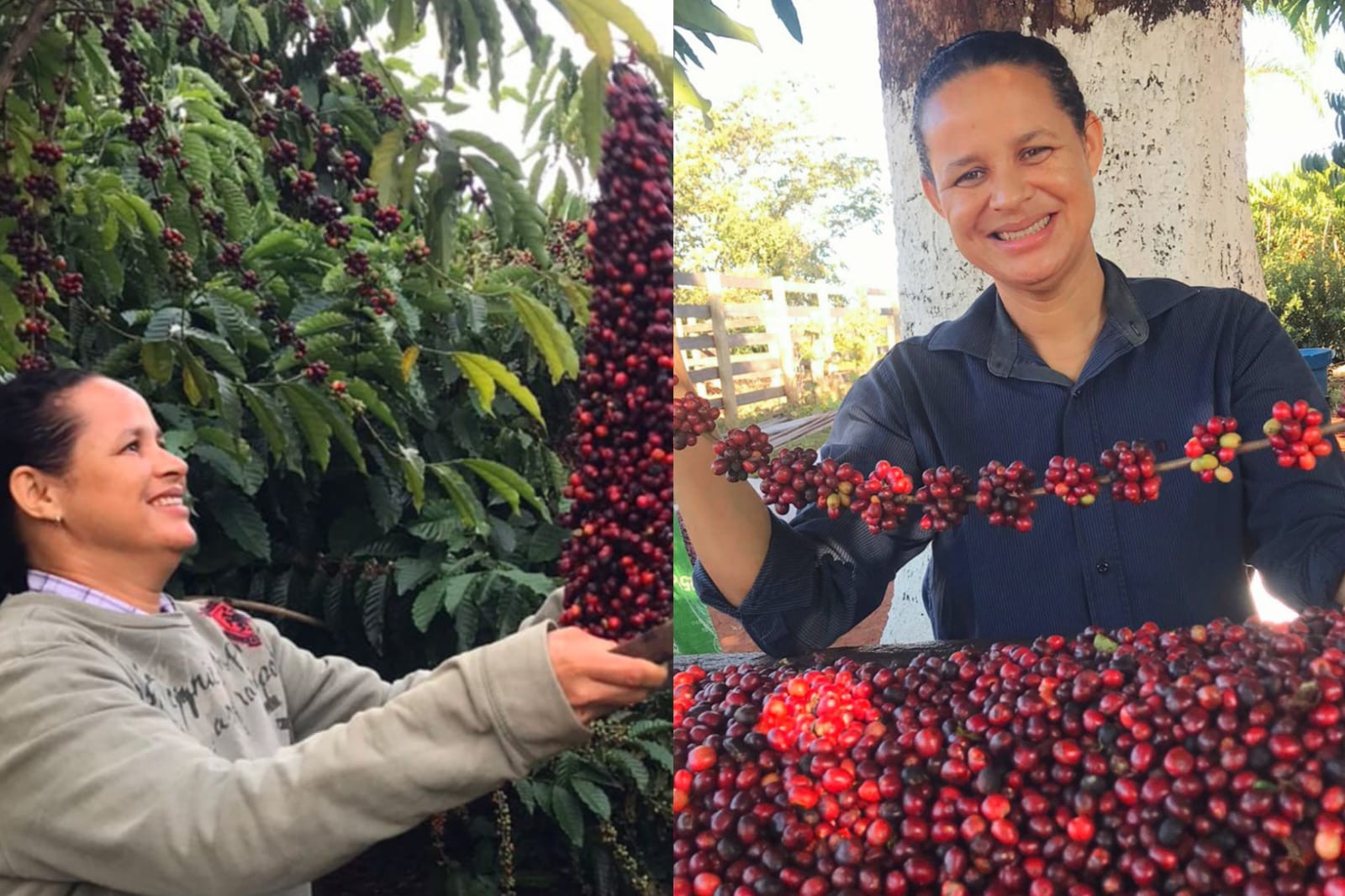 Campeã rondoniense do Florada Premiada 2024 revela como produz o café vencedor do concurso nacional