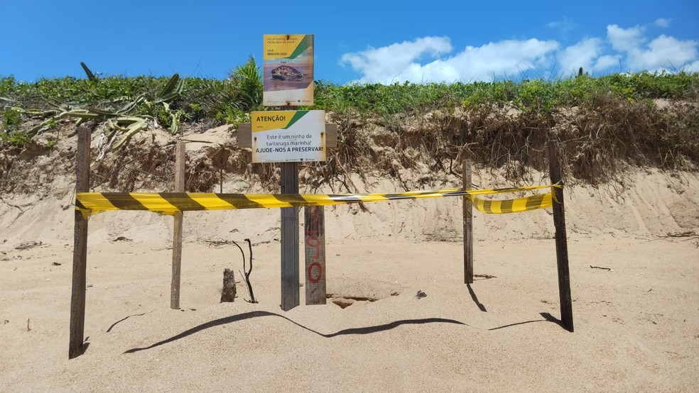 Ninho de tartaruga no litoral do Espírito Santo — Foto: Reprodução/Ambipar Environmental Response