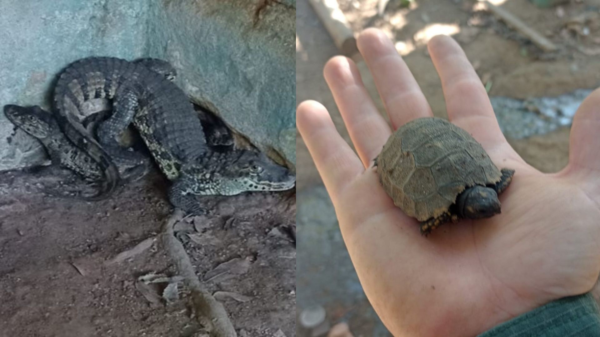 Filhotes de jacarés e jabutis são resgatados de cativeiro ilegal no ES