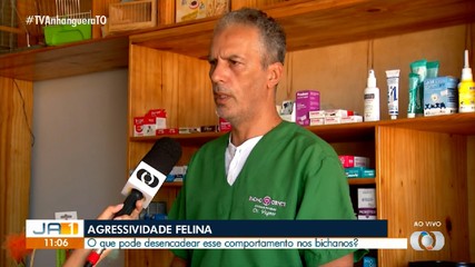 Médico veterinário explica o que pode causar agressividade nos gatos