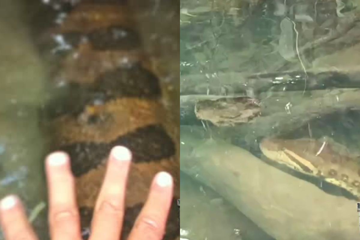 Caçador de sucuris fica cara a cara com serpente gigante em rio de Bonito; VÍDEO
