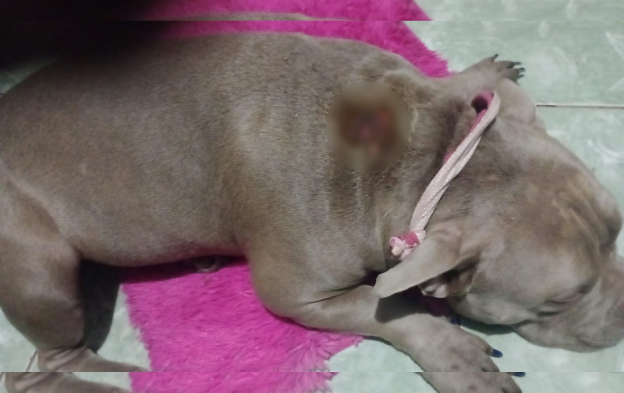 Cachorra 'influencer' com milhares de seguidores sofre queimaduras após ser alvo de ataque com bombinha: 'Muito assustada', diz tutora