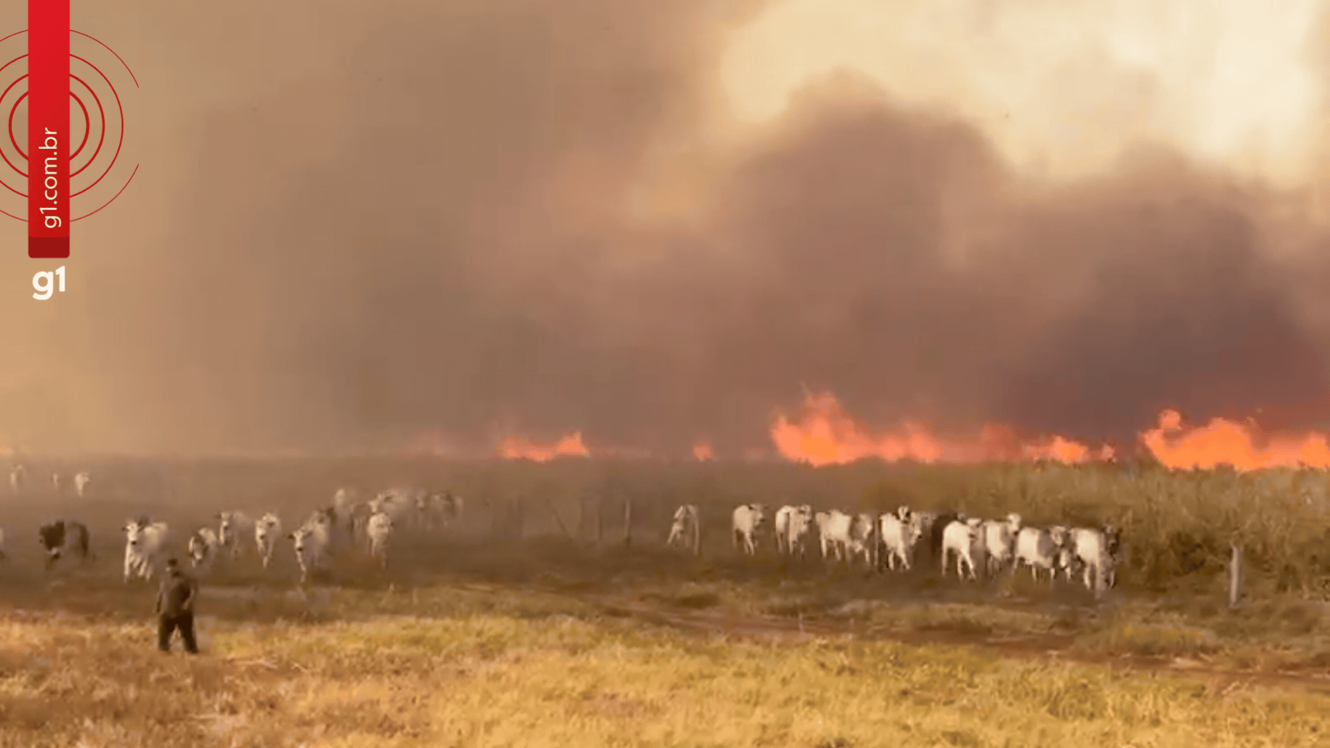 VÍDEO: incêndio que já dura três dias  avança por áreas rurais e faz gado fugir em Jangada (MT)