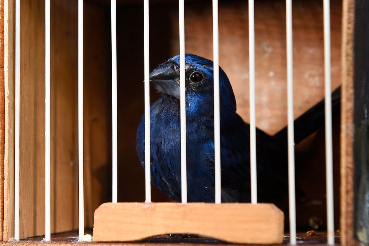 Pássaros resgatados em megaoperação contra tráfico de animais são devolvidos à natureza no Paraná