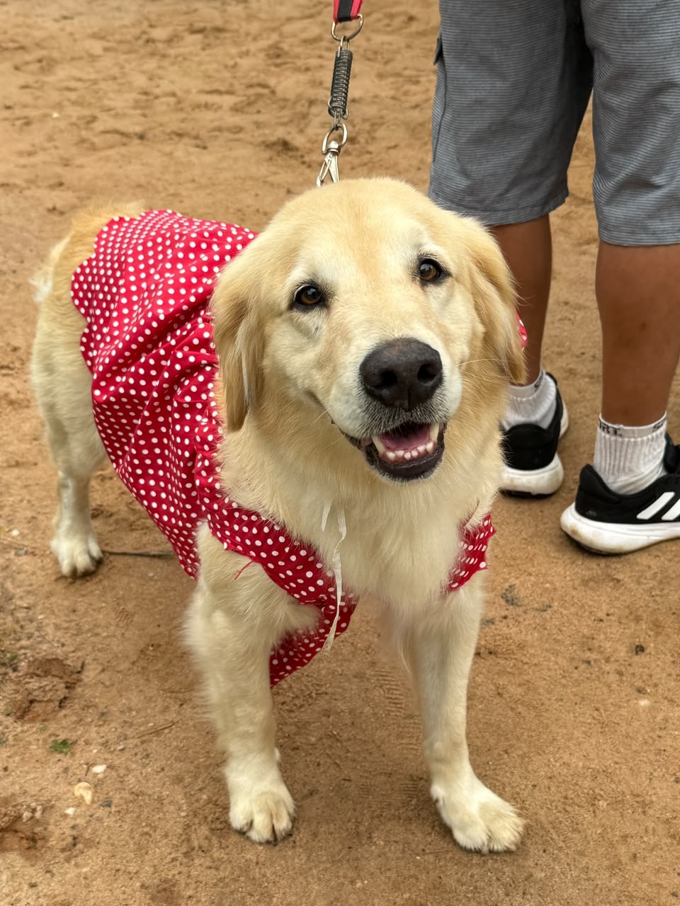 'Caminhada do Amicão' reúne famílias e animais de estimação em Vassouras; veja fotos — Foto: Divulgação/TV Rio Sul