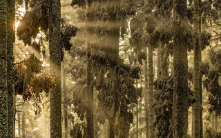 Migração de borboletas, vagalumes e caça de gansos: veja fotos ganhadoras de prêmio de fotografia de natureza