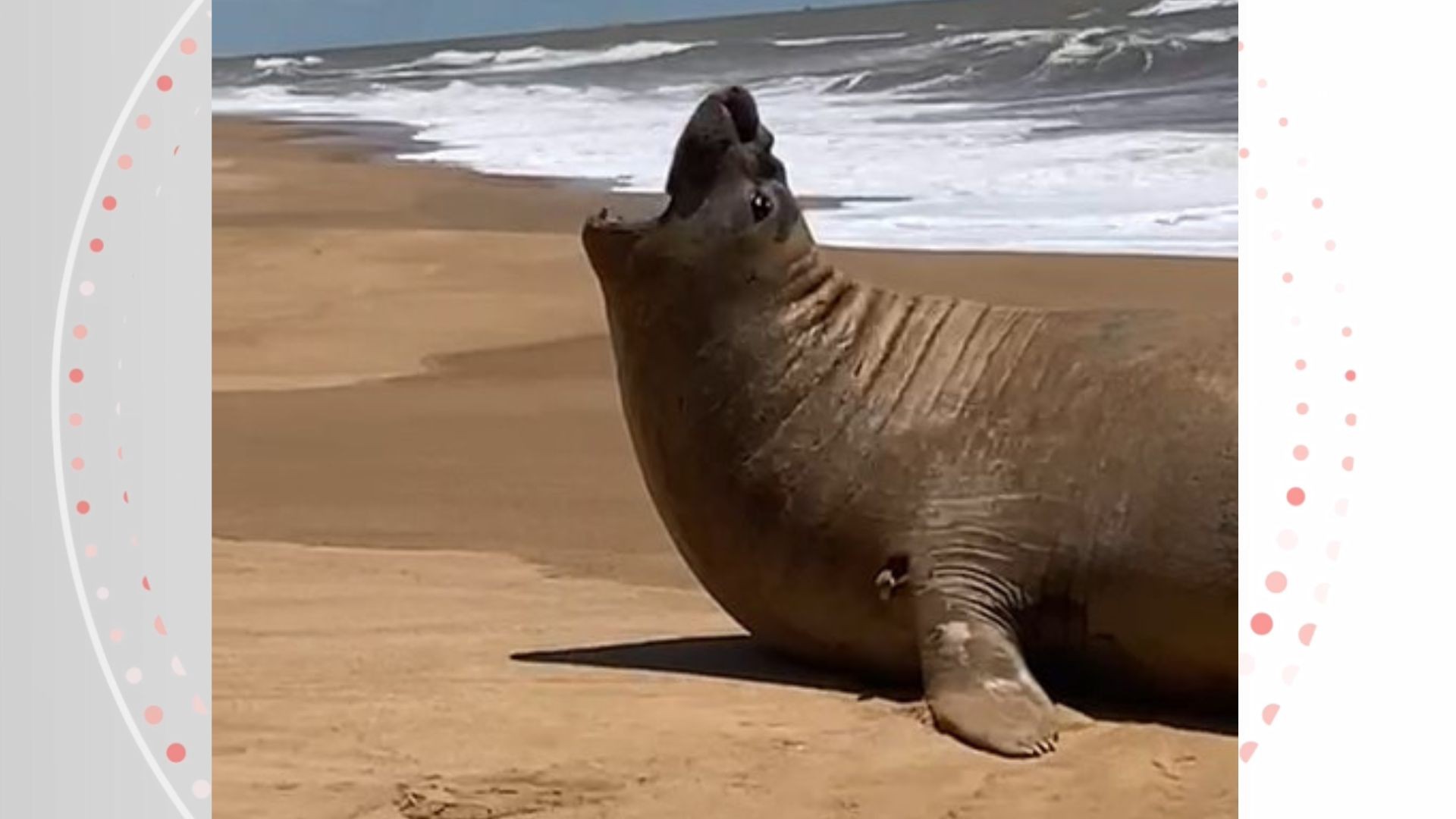 VÍDEO: elefante-marinho é encontrado em praia do ES