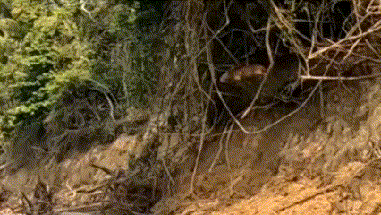 'Capivara voando'; pescador leva susto com salto de animal em rio de RO