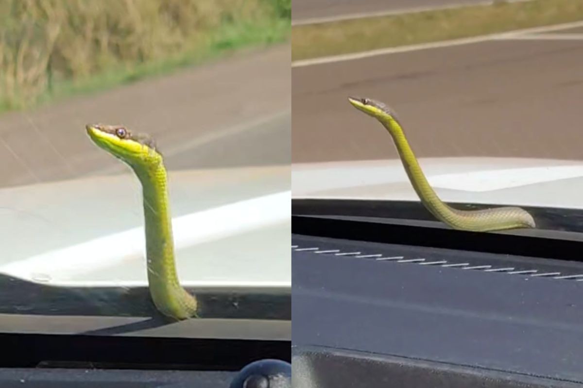 Cobra ‘pega carona’ em capô de ambulância e surpreende socorristas durante resgate em MS