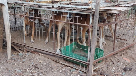 Cachorros são resgatados de jaulas sem água e comida; homem é preso por maus-tratos - Foto: (Divulgação/PM-PI)