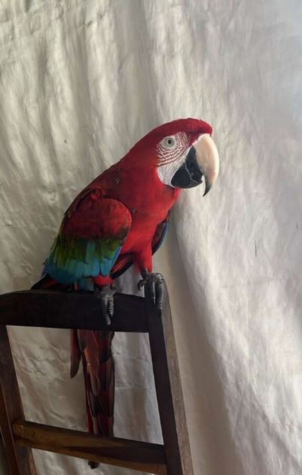 Arara-vermelha estava em uma residência junto com outras aves. — Foto: SSPDS/Divulgação