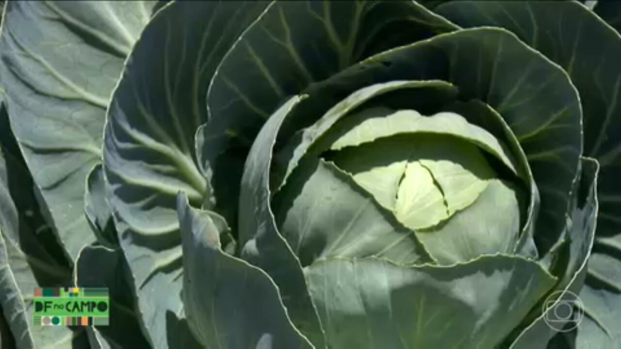 VÍDEOS: Bom Dia DF de quinta-feira, 20 de novembro de 2025