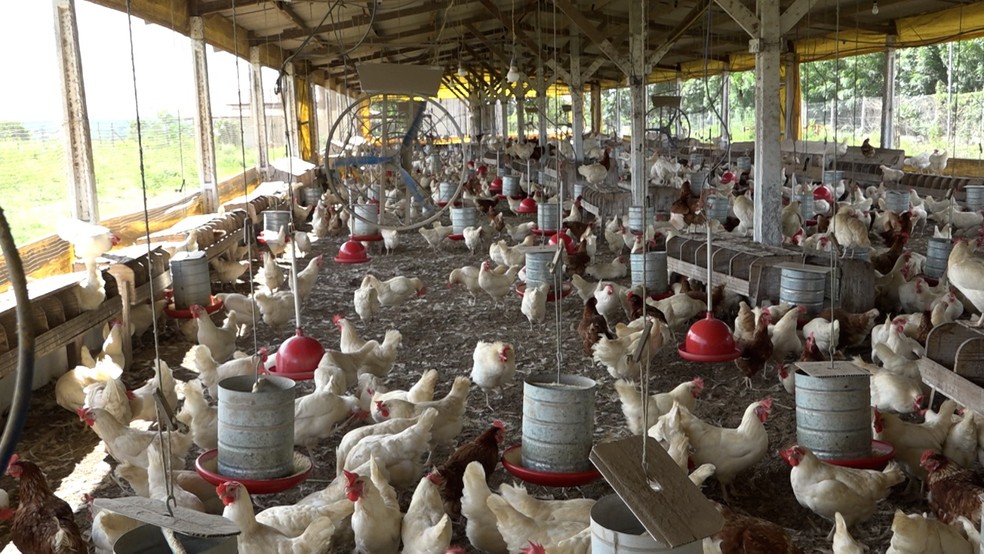 A região de Feira de Santana é considerada o principal polo avícola da Bahia, concentrando 53% da produção estadual — Foto: Reprodução/TV Subaé