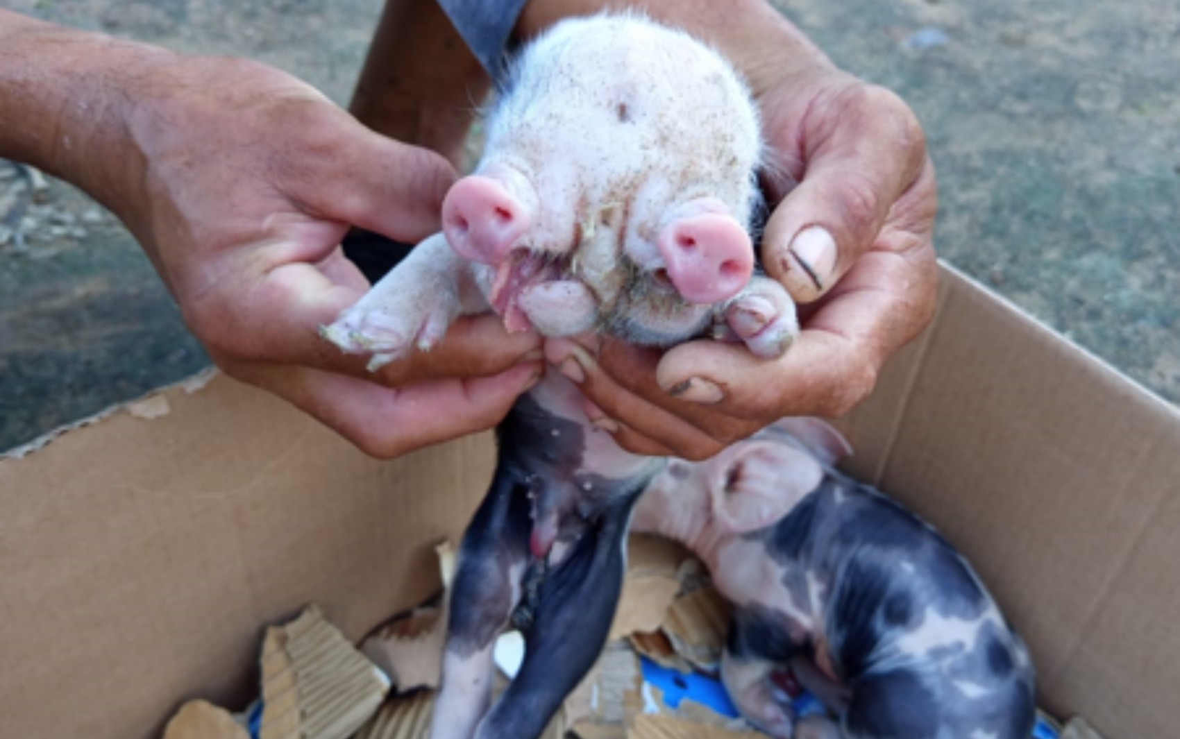 VÍDEO: porco nasce com dois focinhos na zona rural de Feira de Santana