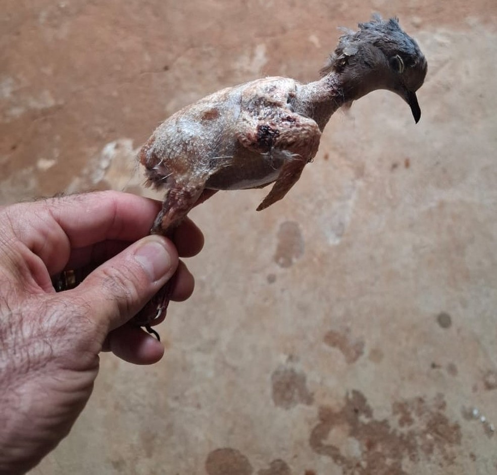 Homem é multado por armazenar carnes de animais silvestres, em Emilianópolis (SP) — Foto: Polícia Ambiental