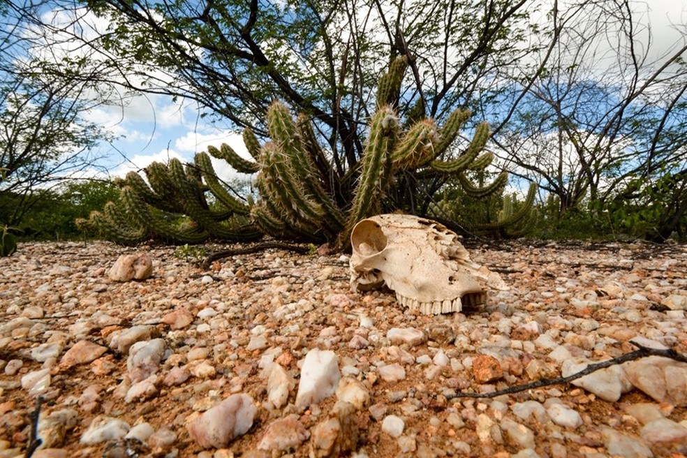 Foto que estará na exposição de Vlademir Alexandre — Foto: Vlademir Alexandre