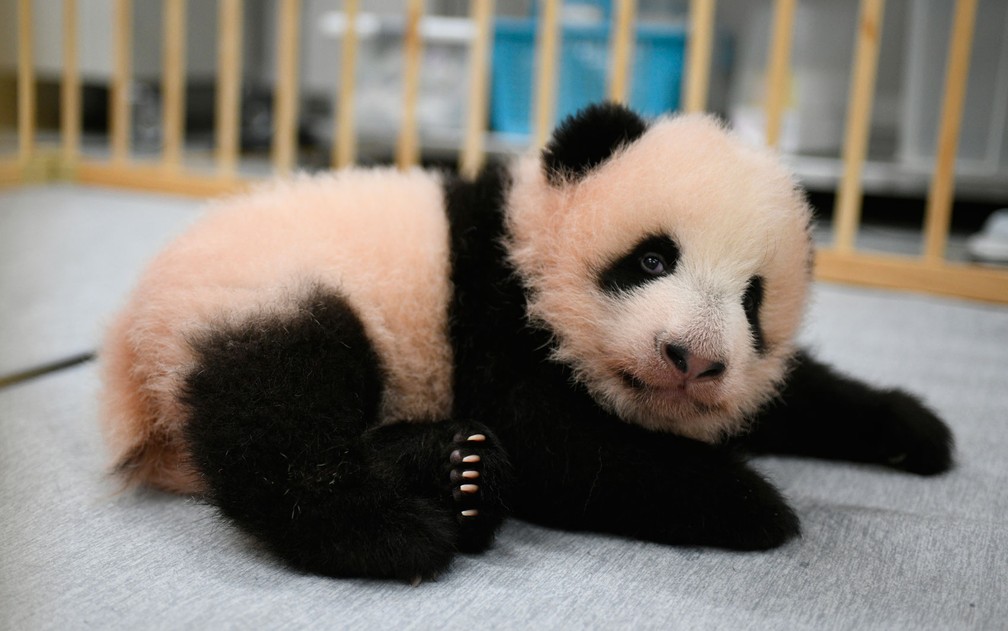 Filhotes gêmeos de panda nascidos no Japão ganham nomes | G1