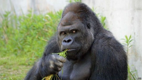 Gorila em zoo vira símbolo sexual no Japão
