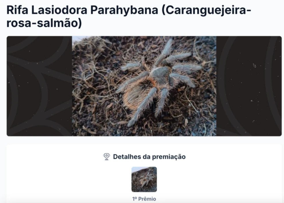 Aranhas são rifadas e até parceladas para que vendas cheguem a mais pessoas — Foto: Reprodução