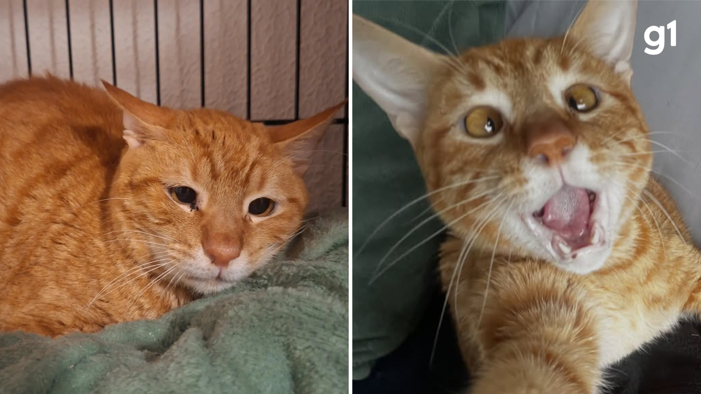 Antes e depois: gato devolvido para abrigo por ser 'dependente demais' viraliza com cara 'triste' e reaparece 'feliz' com novo tutor no RS