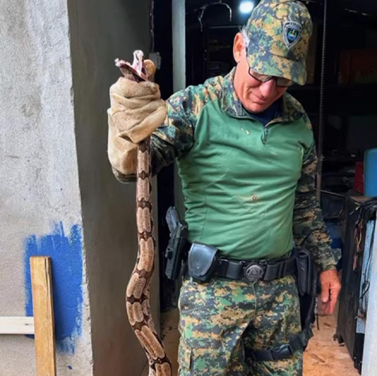 VÍDEO: jiboia de grande porte é capturada dentro de casa no Tocantins