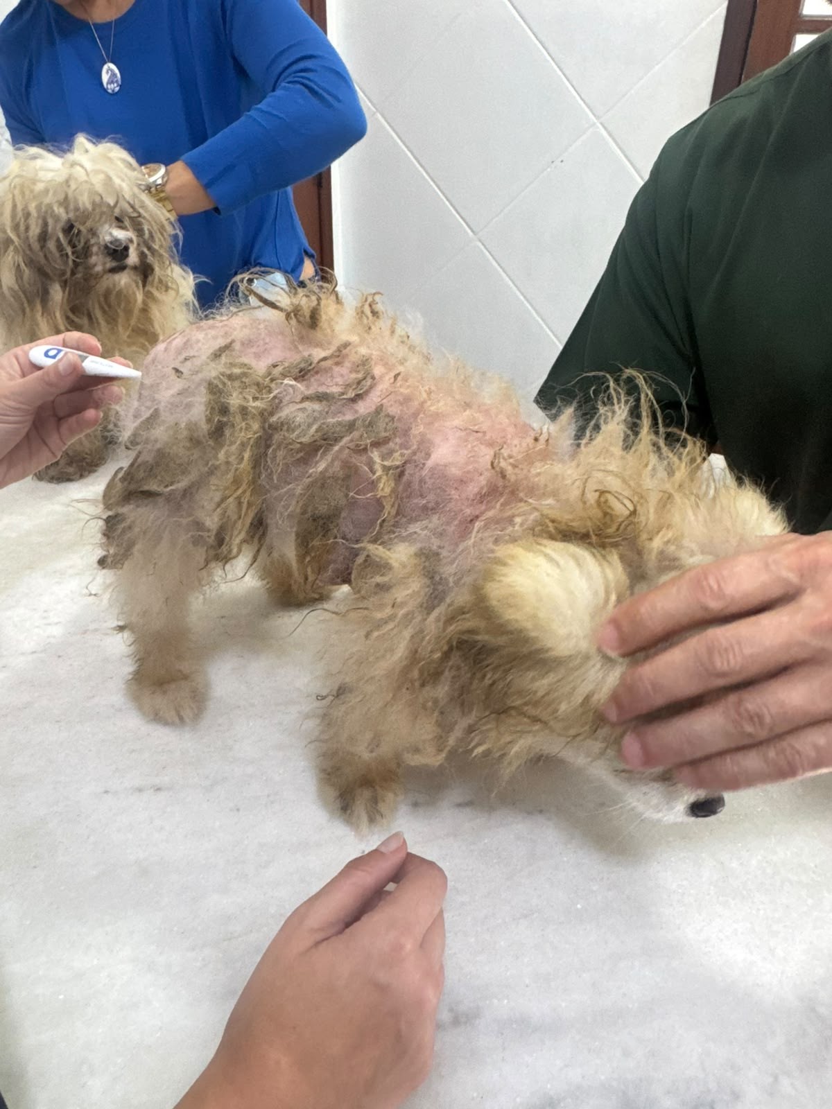 Quatro cães são resgatados de situação de maus-tratos em Volta Redonda
