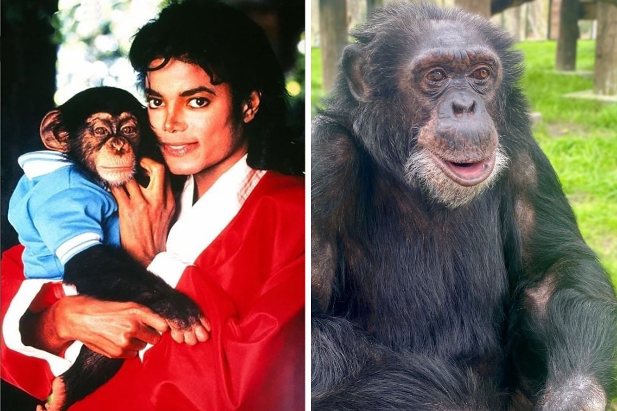 De 'astro' a líder do bando: como vive Bubbles, o chimpanzé de Michael Jackson, visto de perto por brasileiro