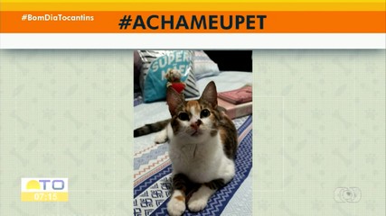 Acha meu pet: tutora procura gatinha desparecida no bairro Senador em Araguaína