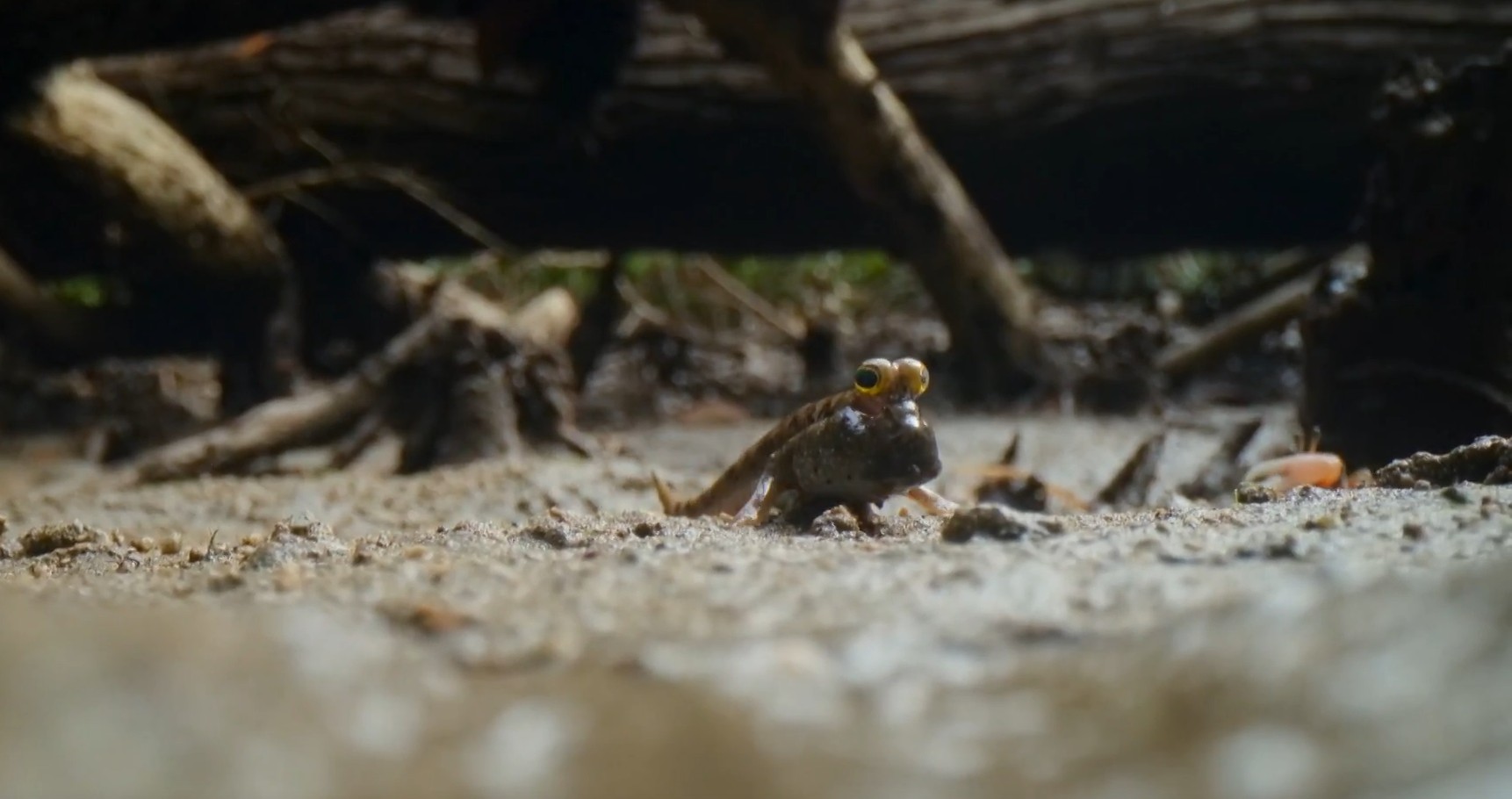 Conheça o saltador do lodo, peixe que vive fora d’água, 'anda' sobre os rios e desafia as regras da natureza