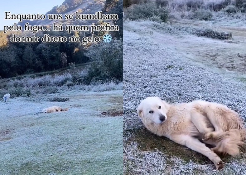 Cachorro descansa sobre geada em frio de -2ºC em SC, e vídeo diverte a web: 'Não vai dormir lá dentro?'