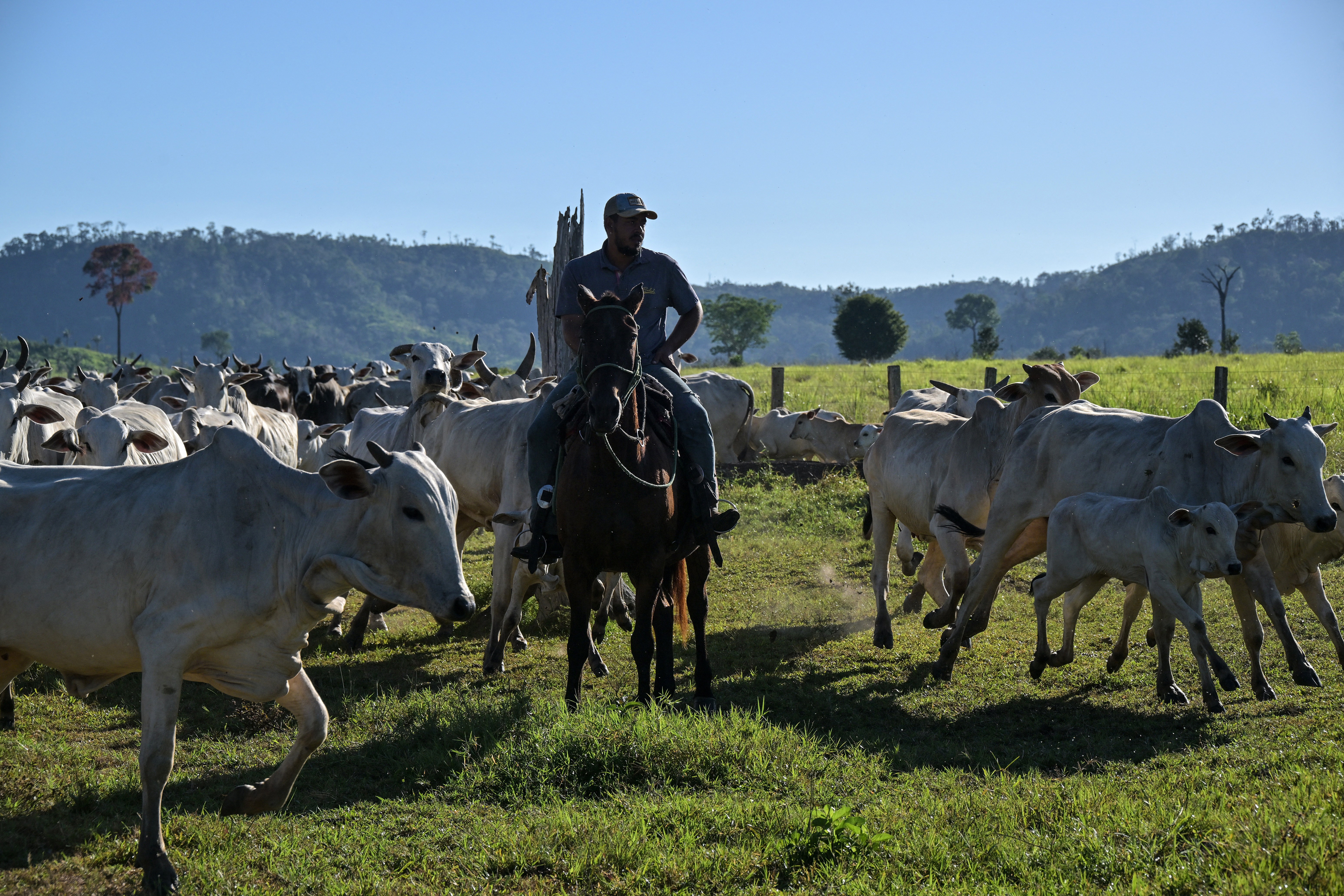 Acordo UE-Mercosul: Parlamento Europeu aprova medidas de proteção mais rígidas para o agro europeu 