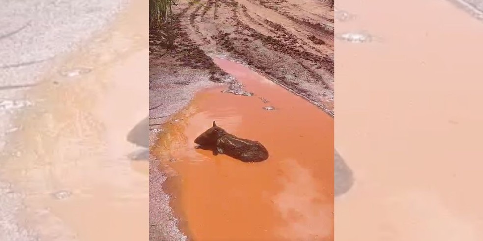 Filhote de anta foi encontrado ferido em uma fazenda de Narandiba (SP) — Foto: Polícia Ambiental