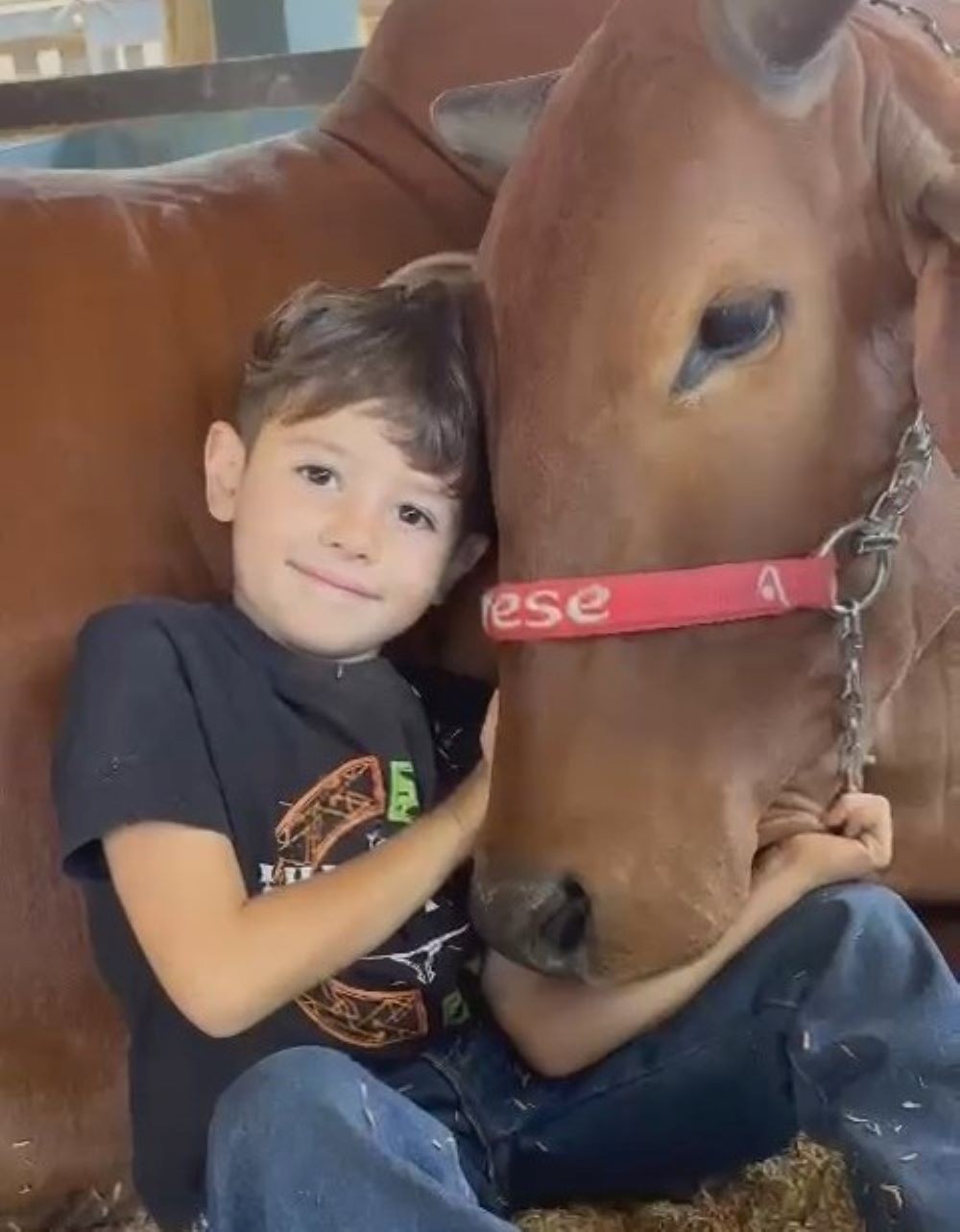 Amizade entre menino de 4 anos e vaca encanta visitantes da ExpoZebu, em Uberaba; veja vídeo