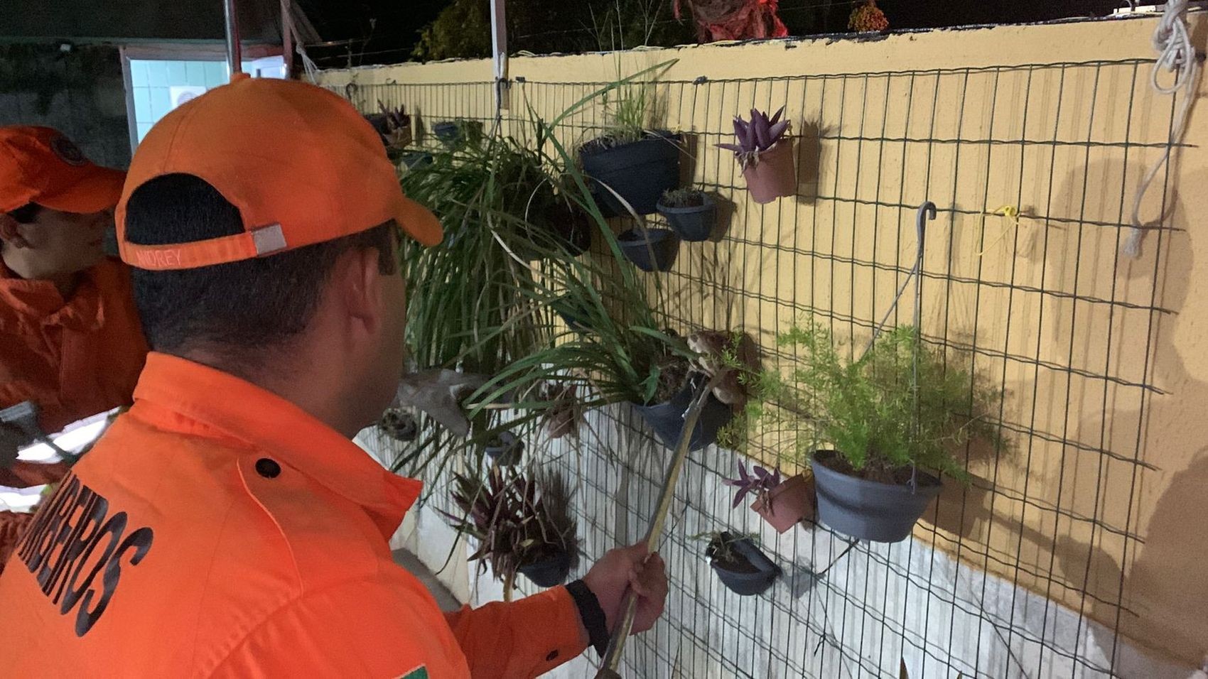 Cobra jiboia é capturada em jardim de casa em Aracaju