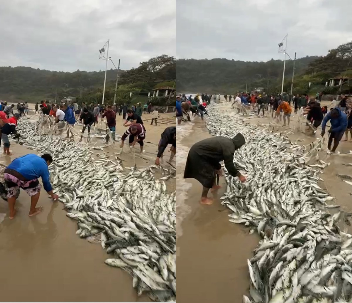 Milhares de anchovas são capturadas em semana farta para pescadores na Grande Florianópolis; VÍDEO