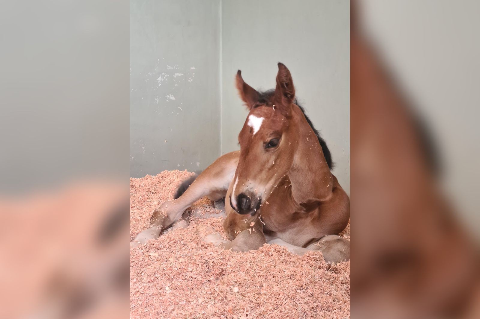 Em processo que custa mais de R$ 300 mil, égua campeã no hipismo tem clone gerado em haras no interior de SP