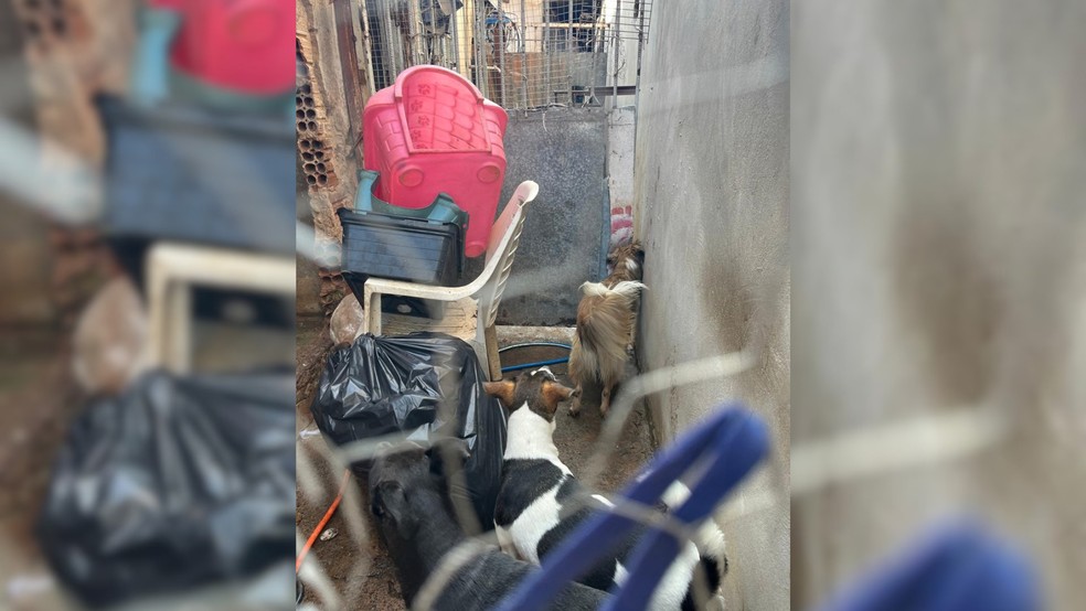 2 de 3
Ao todo 29 cachorros e 7 gatos estavam em situa&ccedil;&otilde;es de maus-tratos em Mar&iacute;lia &mdash; Foto: Pol&iacute;cia Ambiental/Divulga&ccedil;&atilde;o