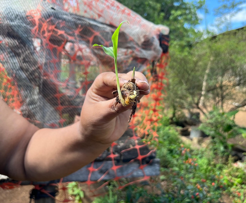 O gengibre, assim como outras frutas e especiarias, são cultivadas pela empreendedora, — Foto: Yara Ramalho/g1 RR