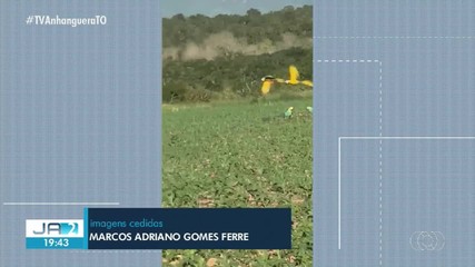 Araras-canindé são flagradas em 'dança' sobre plantação de milho em Barrolândia