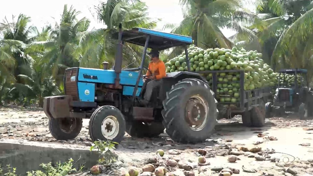 Produção de coco se concentra no Norte do Espírito Santo — Foto: Reprodução/TV Gazeta