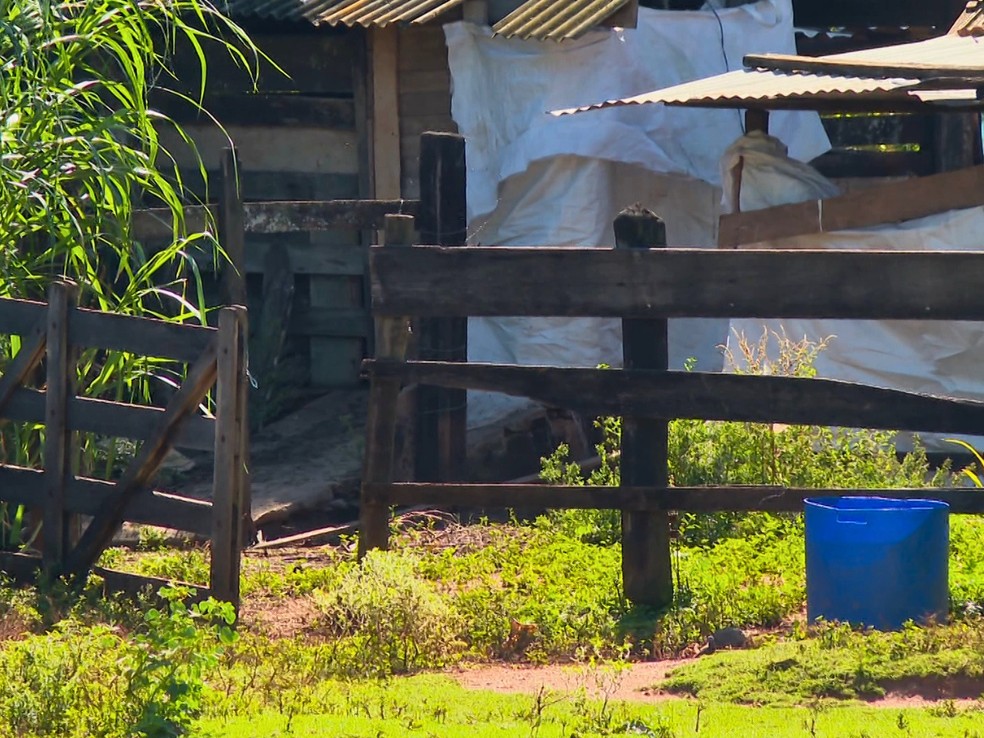 'É uma carniça': moradores denunciam abate clandestino de animais em chácara de Porto Ferreira, SP — Foto: EPTV/Reprodução