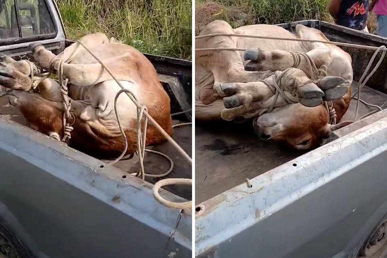 Polícia Civil flagra maus-tratos a bezerro e prende dupla que levava animal amarrado na caçamba de picape em Campinas; VÍDEO